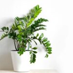 Best Plants for Offices with No Windows