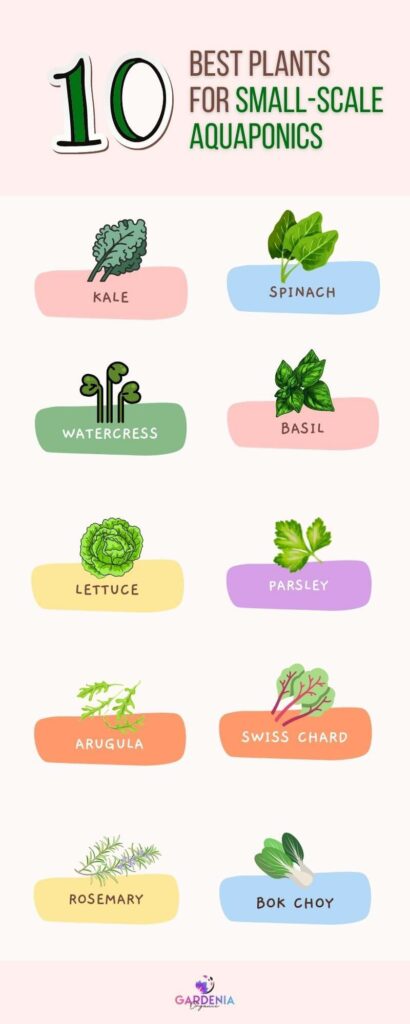 Infographics for plants in small scale aquaponics