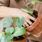 Best Potted Plants for Full Sun