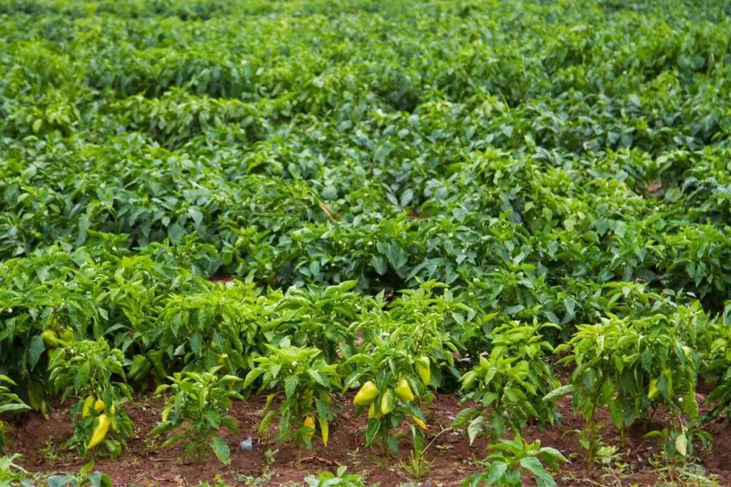 Pepper plants fertilizer