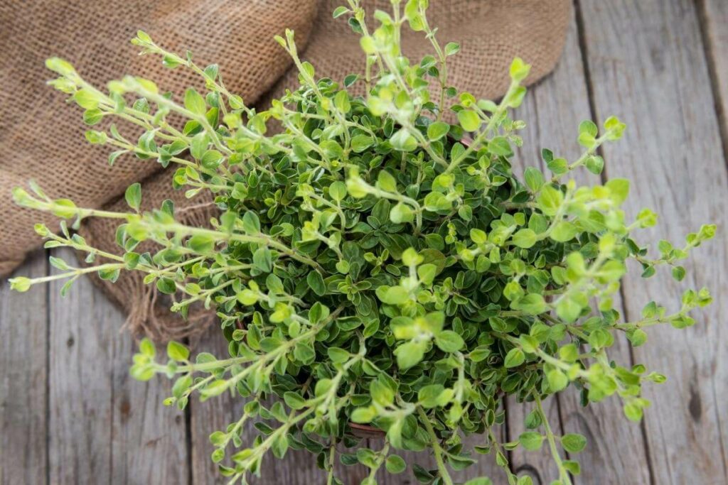 Best time for harvest oregano plant