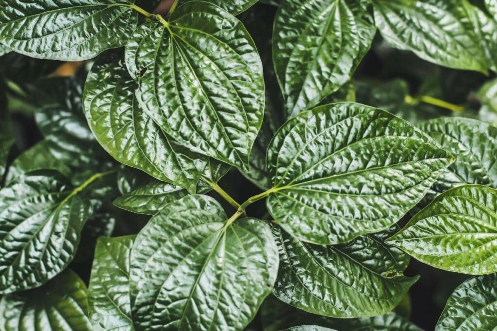 Betel Leaf Plant from Asia