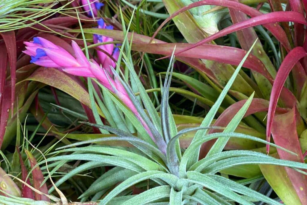 Growing air plants flowers