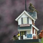 Why Do Birds Throw Seeds Out of Feeders?