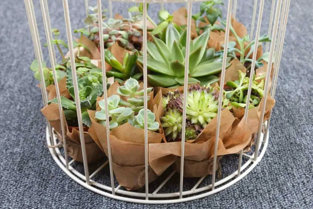 Birdcage succulents design idea