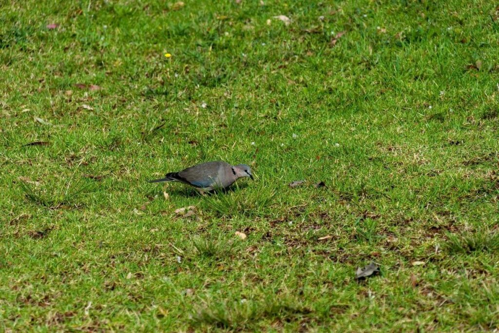 Bird will eat coated grass seeds