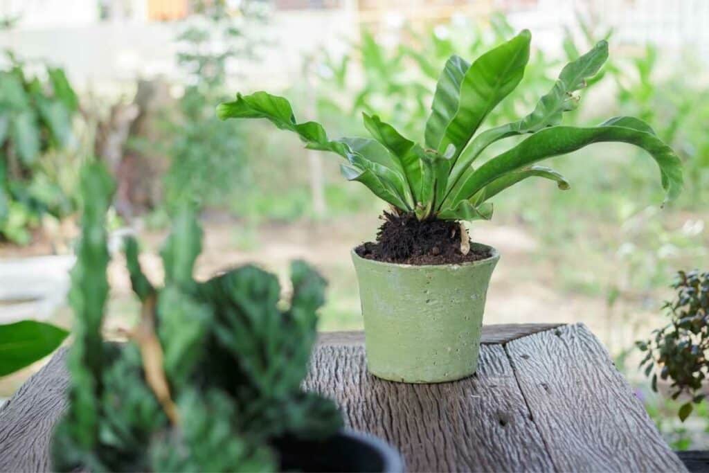 Birds Nest Fern plant in a pot