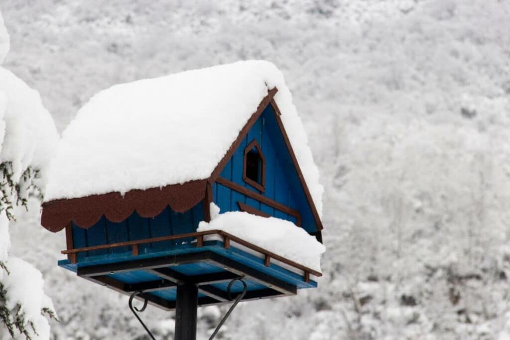 Birds are reusing birdhouses in winter