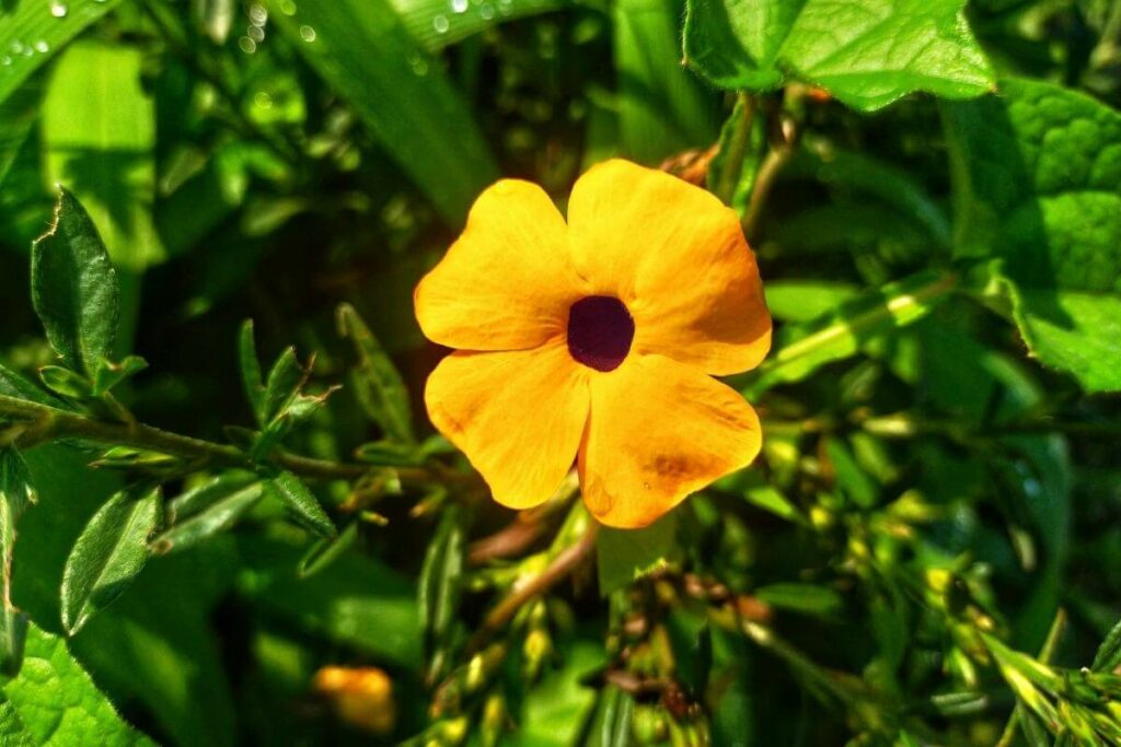 Thunbergia alata