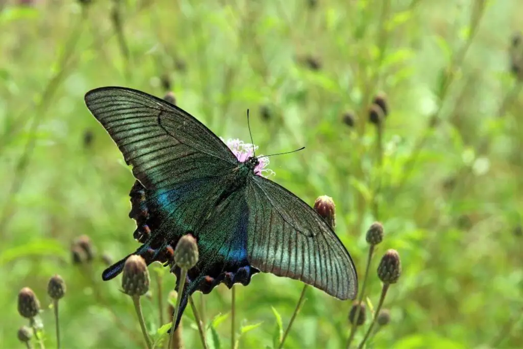 Black swallowtail activities in garden