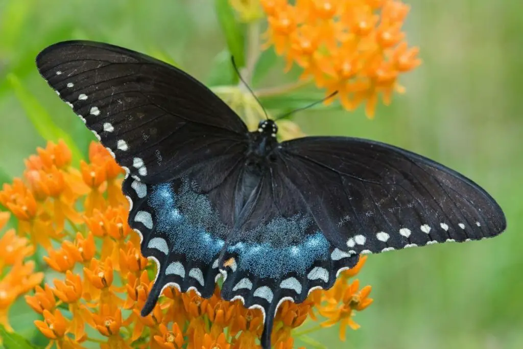 Black swallowtail butterfly on flower