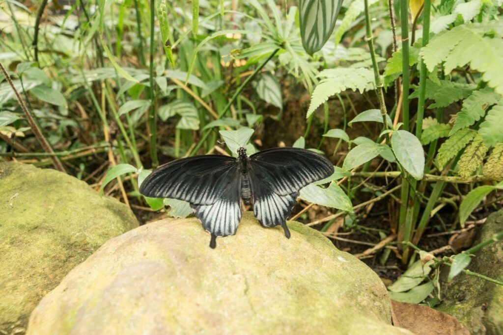 Black swallowtail male vs female facts