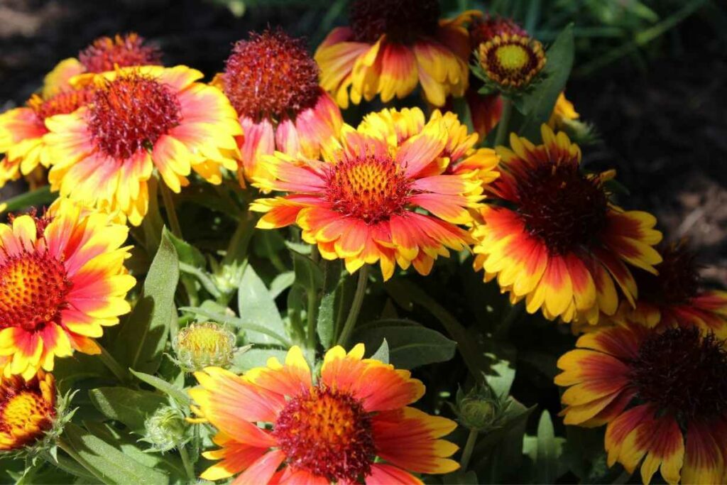 Blanket flower plant need full sun