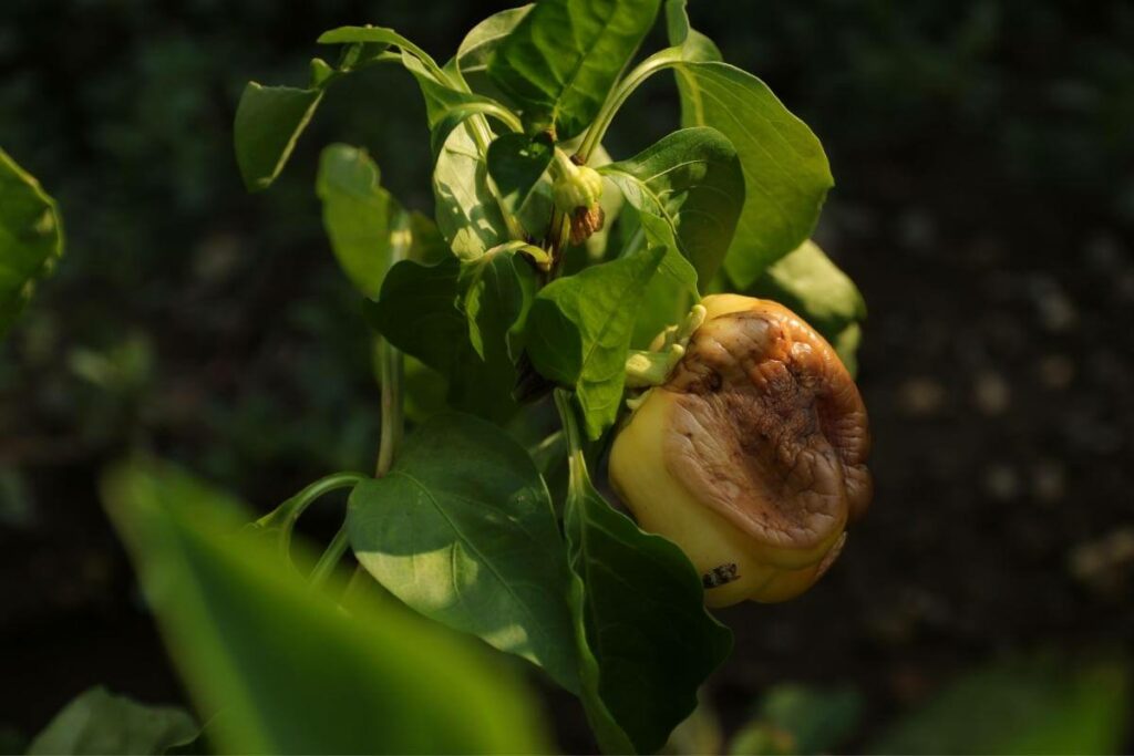 Rotten bell peppers