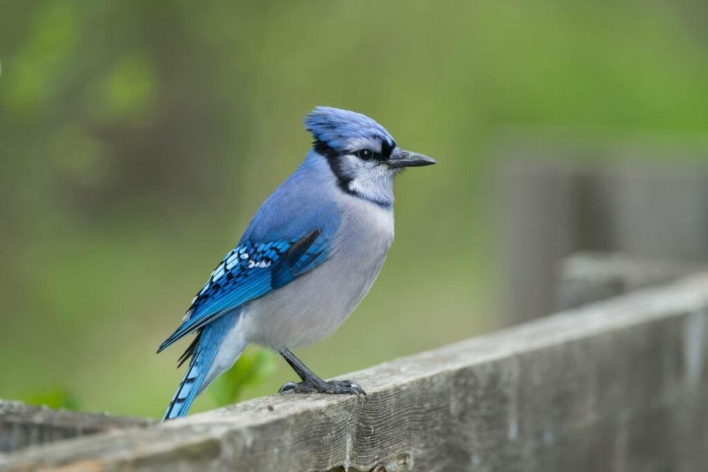 Spring in Massachusetts birds