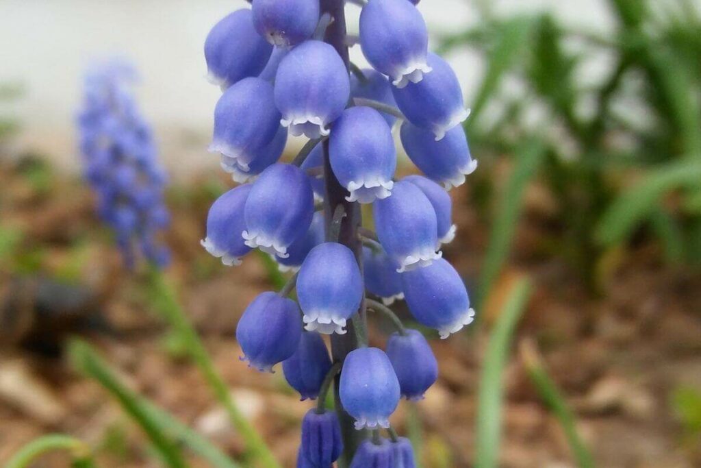 Bluebell plant