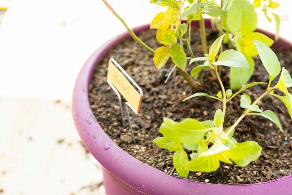 Blueberries plant need water and full sun