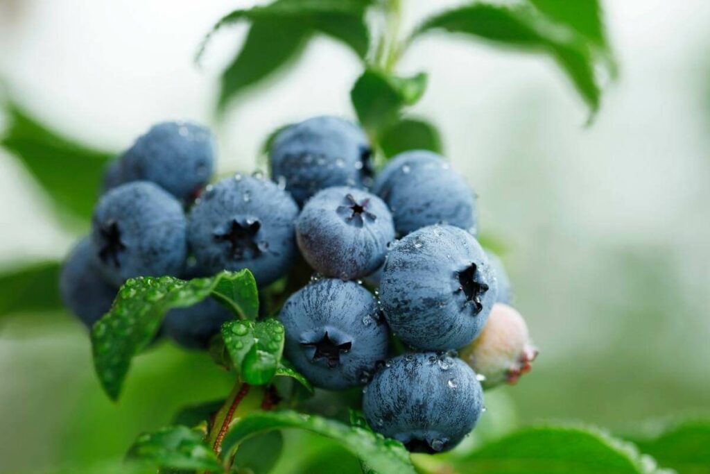 Blueberries in hydroponics growing faster