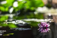 What Should I Put in the Bottom of My Wildlife Pond?