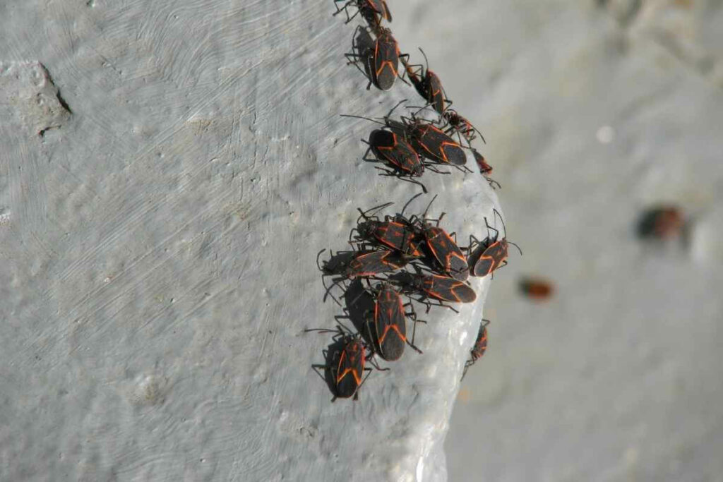 Boxelder Bug Infestation solution