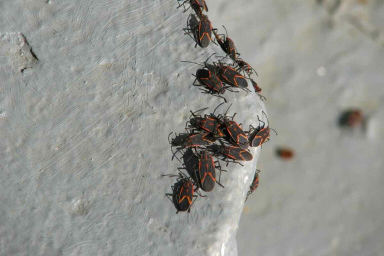 What Do Boxelder Bugs Eat? Do They Bite? Gardenia Organic
