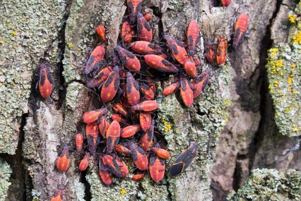 Boxelder bugs problem in a garden