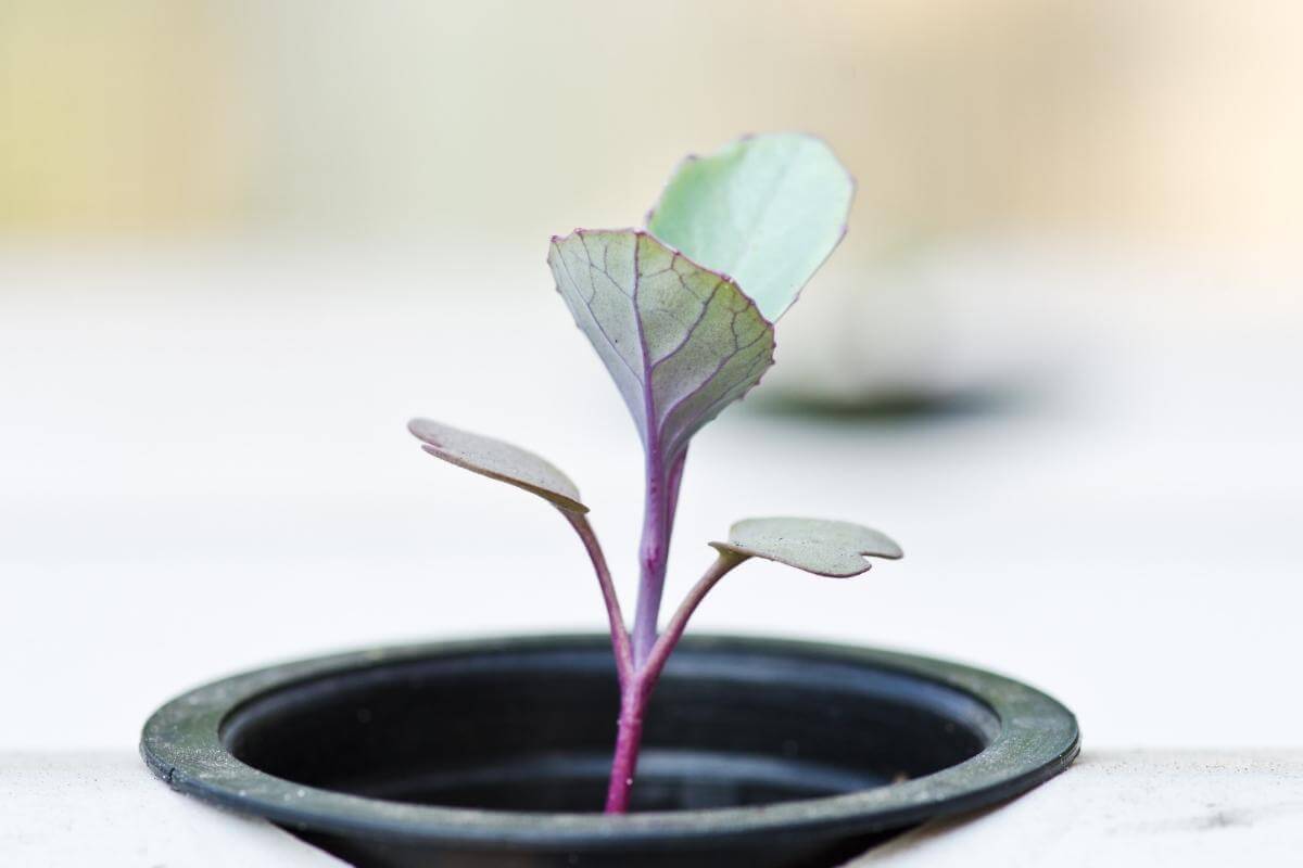 What Is Ultrasonic Fogger Aeroponics? Gardenia Organic