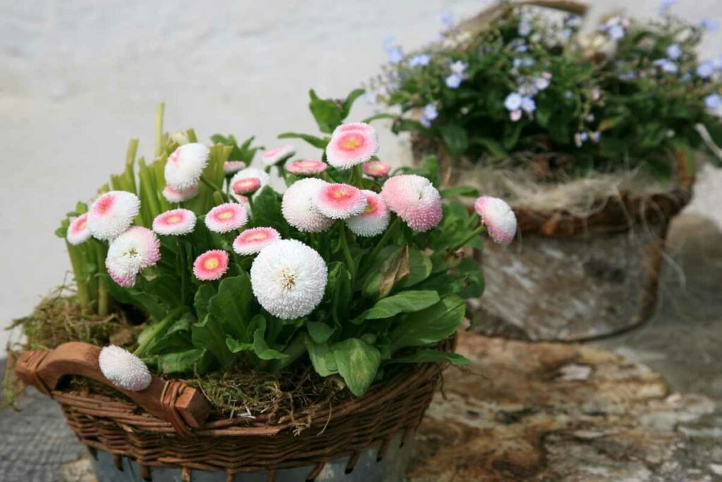 Bush Daisy in a pot