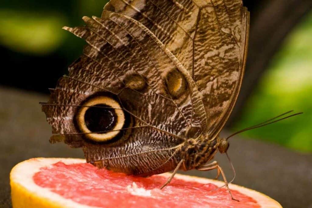 Anatomy of the Butterfly Mouth