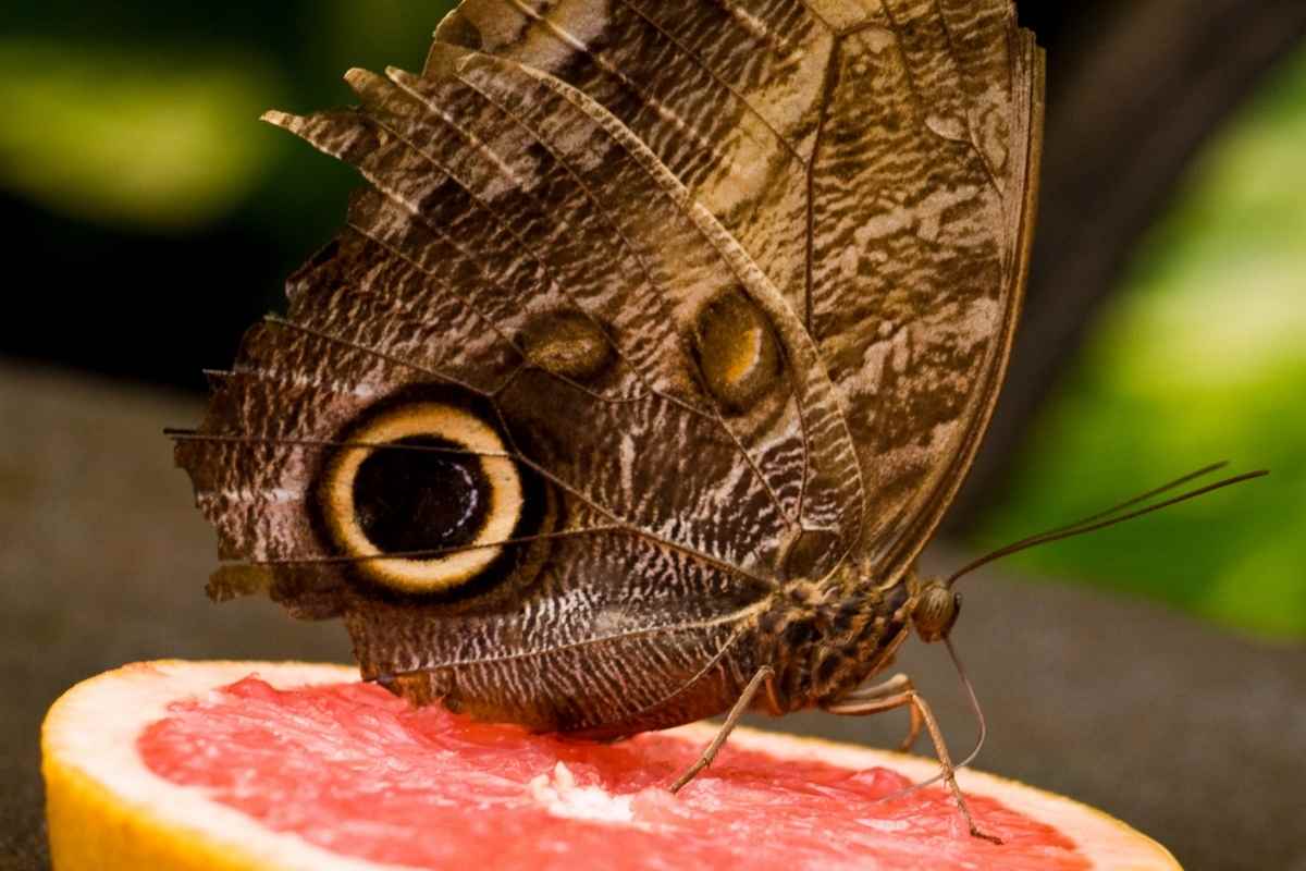 Do Butterflies Drink Blood? Gardenia Organic