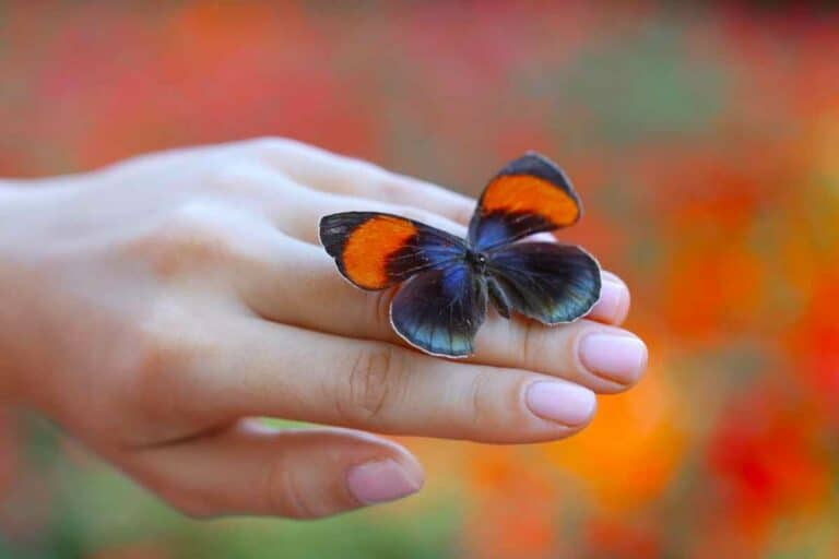 Do Butterflies Drink Blood? Gardenia Organic