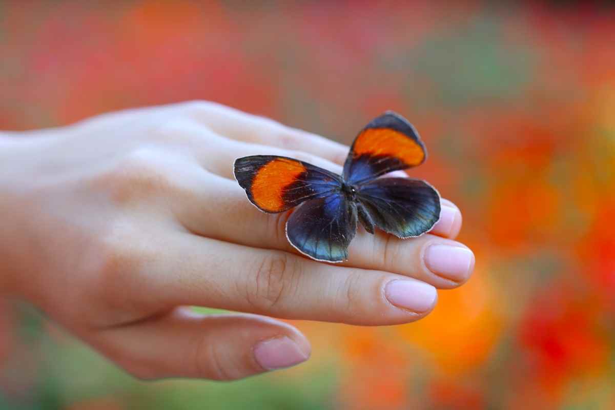 Do Butterflies Drink Blood? Gardenia Organic