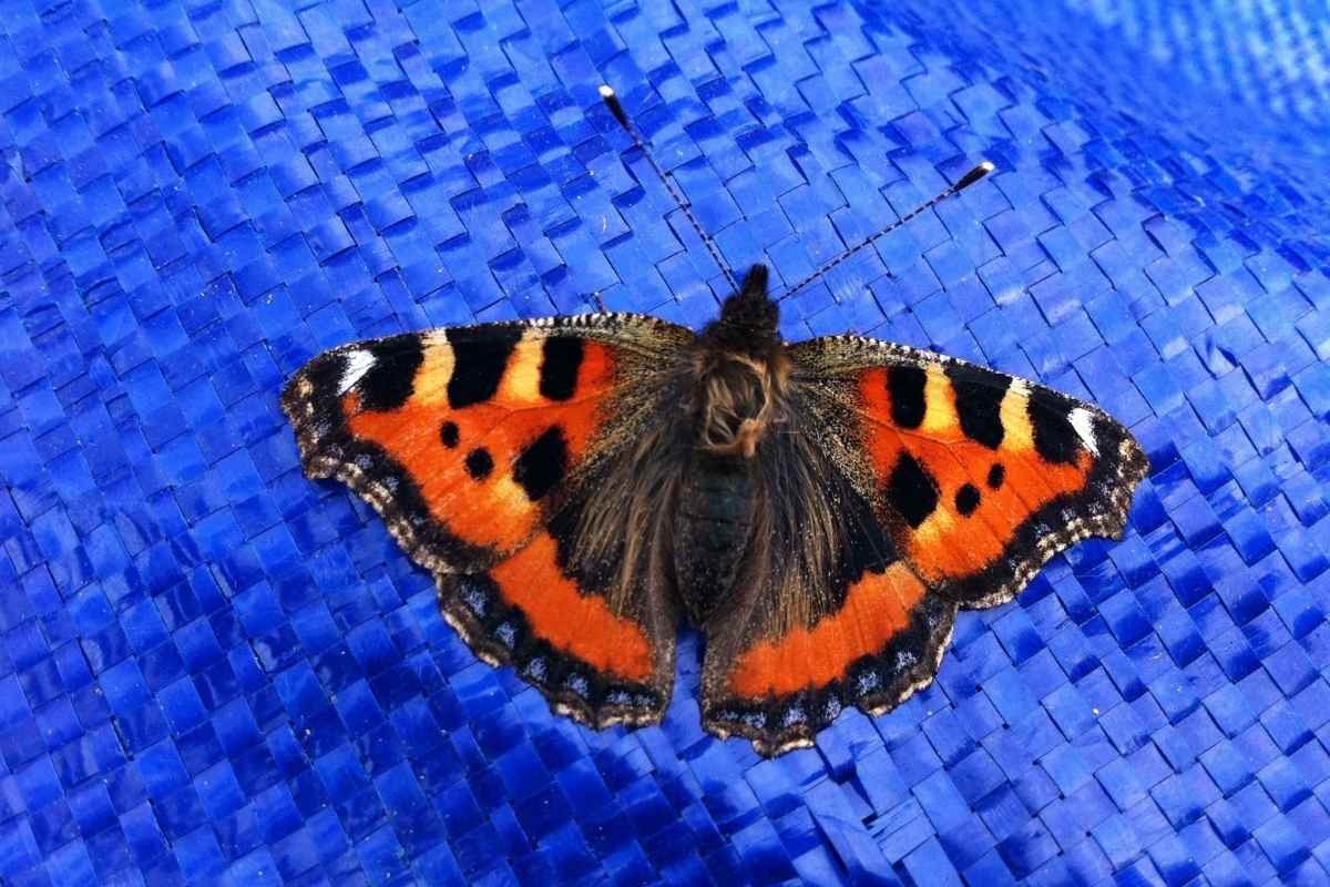 Do Butterflies Pee? (Silly Question, or Not?) Gardenia Organic