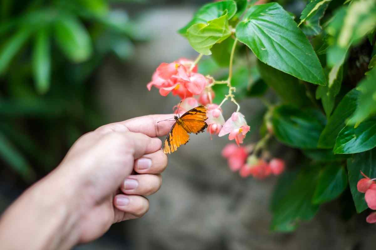 Do Butterflies Bite or Sting?