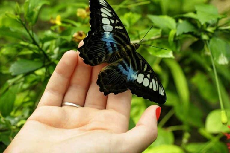 Do Butterflies Drink Blood? Gardenia Organic