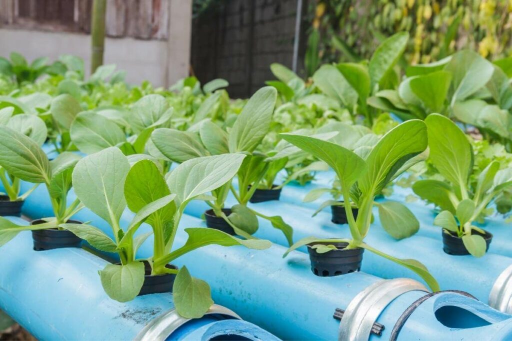 Cabbage in hydroponics pipes
