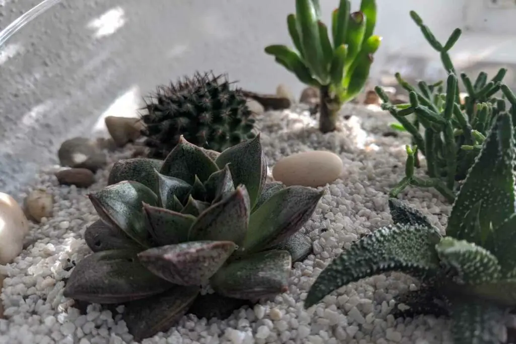 Cacti & succulents planting guide