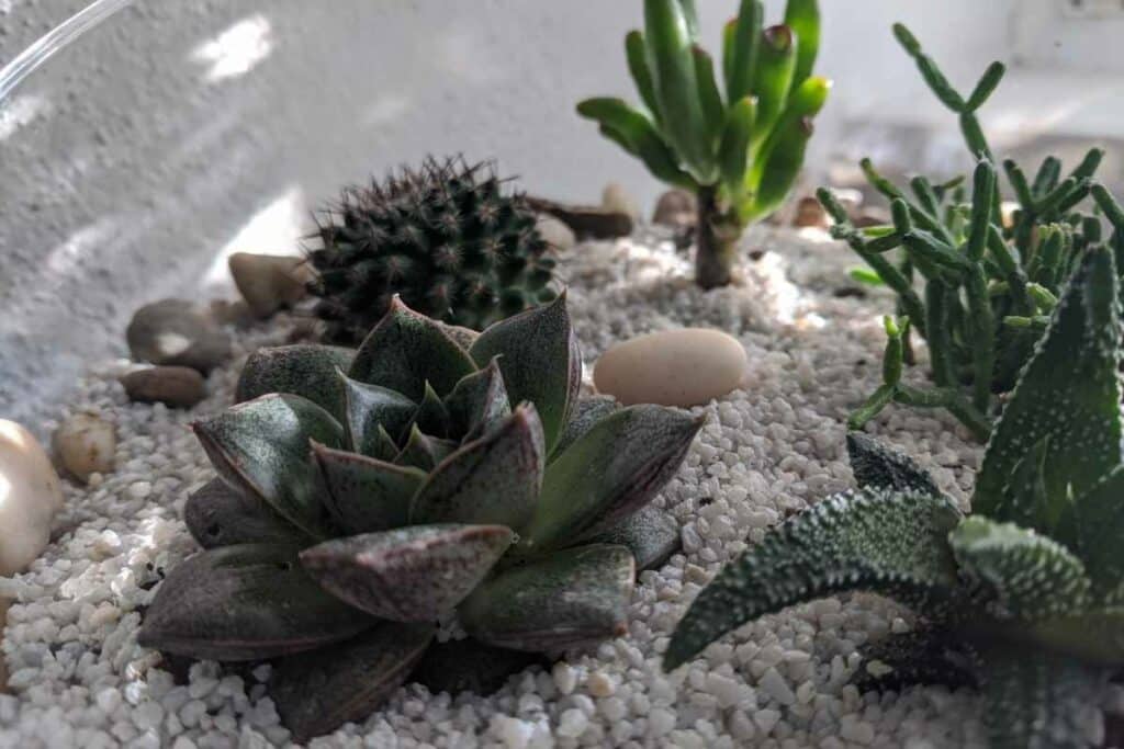 Cacti & succulents planting guide