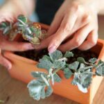 Can Cacti and Succulents Be Planted Together?