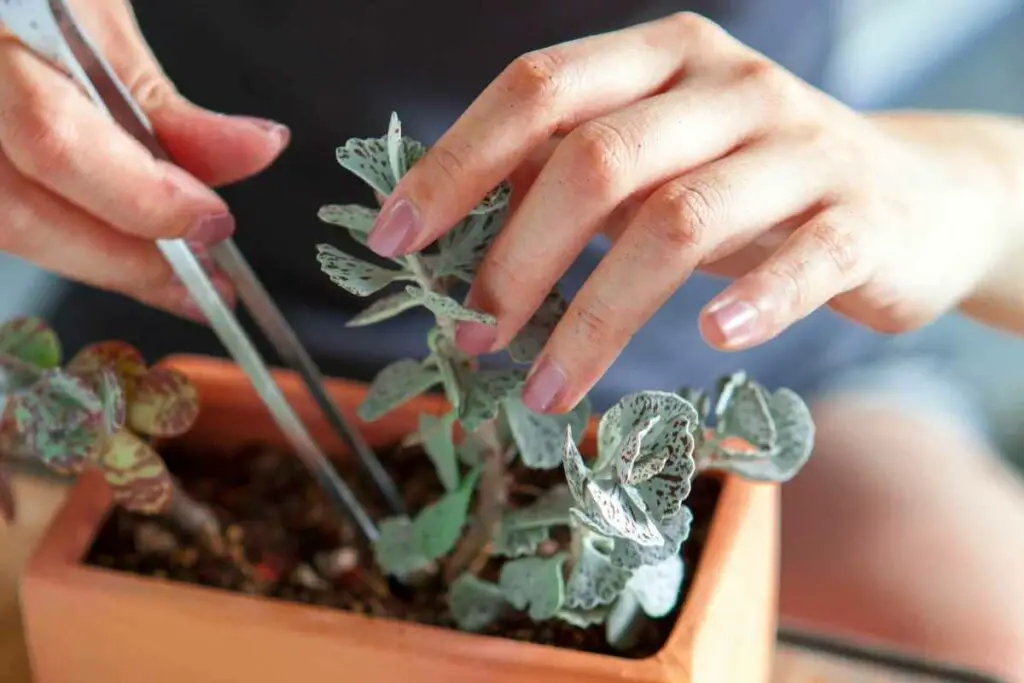 Cacti & succulents planting tips