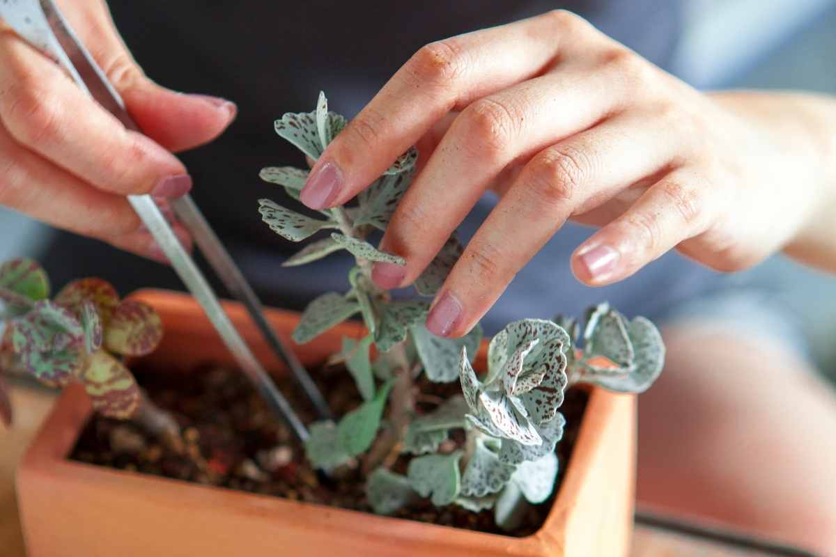 Can Cacti and Succulents Be Planted Together? Gardenia Organic