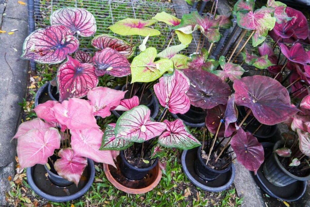 Caladium plant