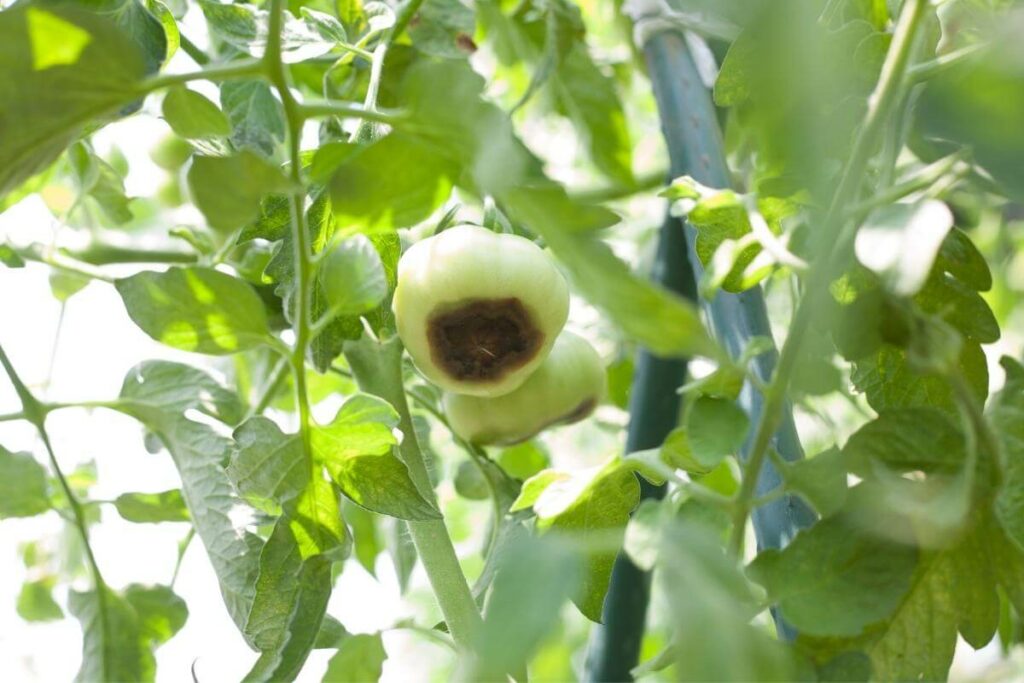 Signs of Calcium Deficiency in Aquaponics