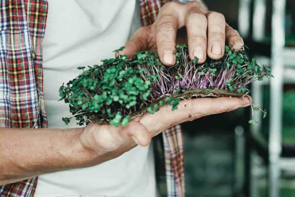 Can Microgreens Grow Into Plants?