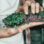 Can Microgreens Grow Into Plants?