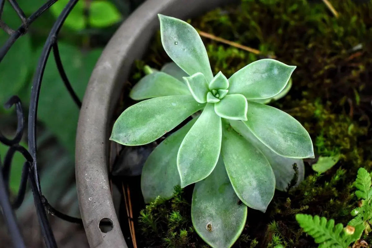 Can Succulents Grow In Moss?