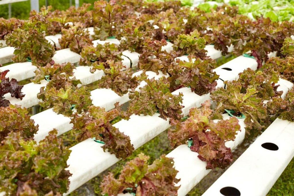 Can You Use Foam as A Hydroponic Growing Medium?