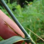 Can You Drown Aphids?