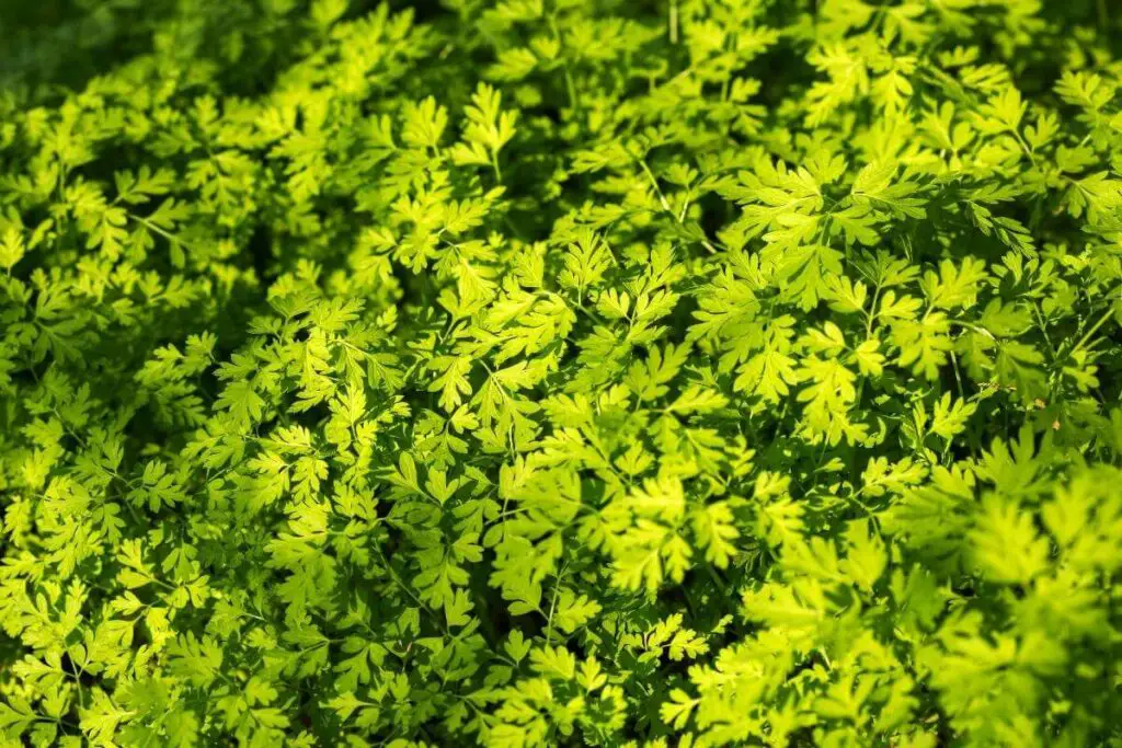 Can you eat parsley if yellow