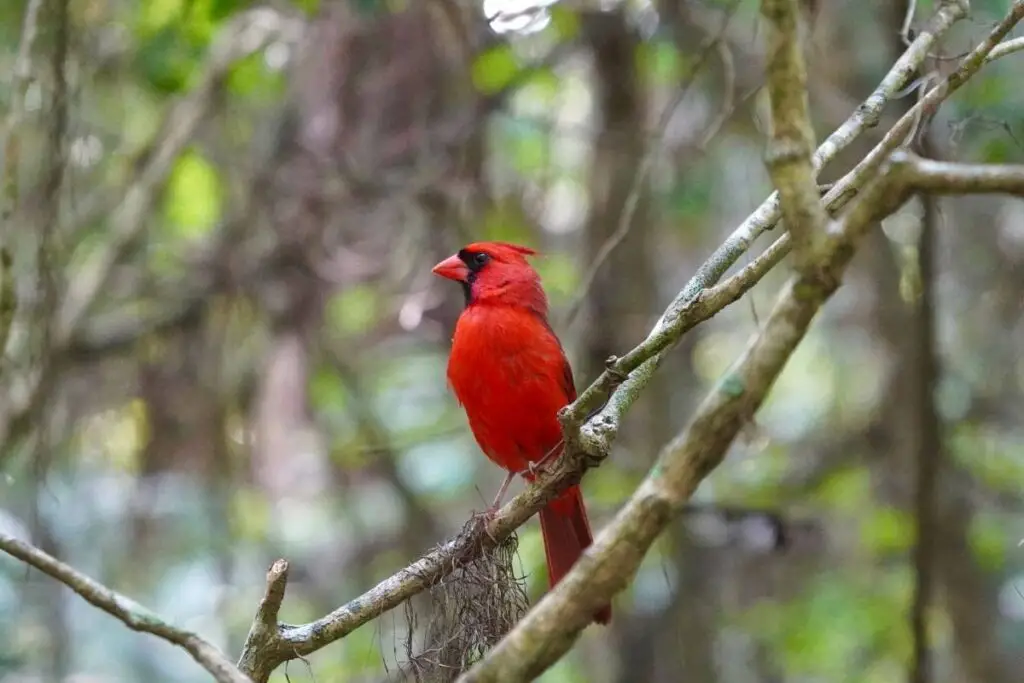 Good looking bird Cardinal